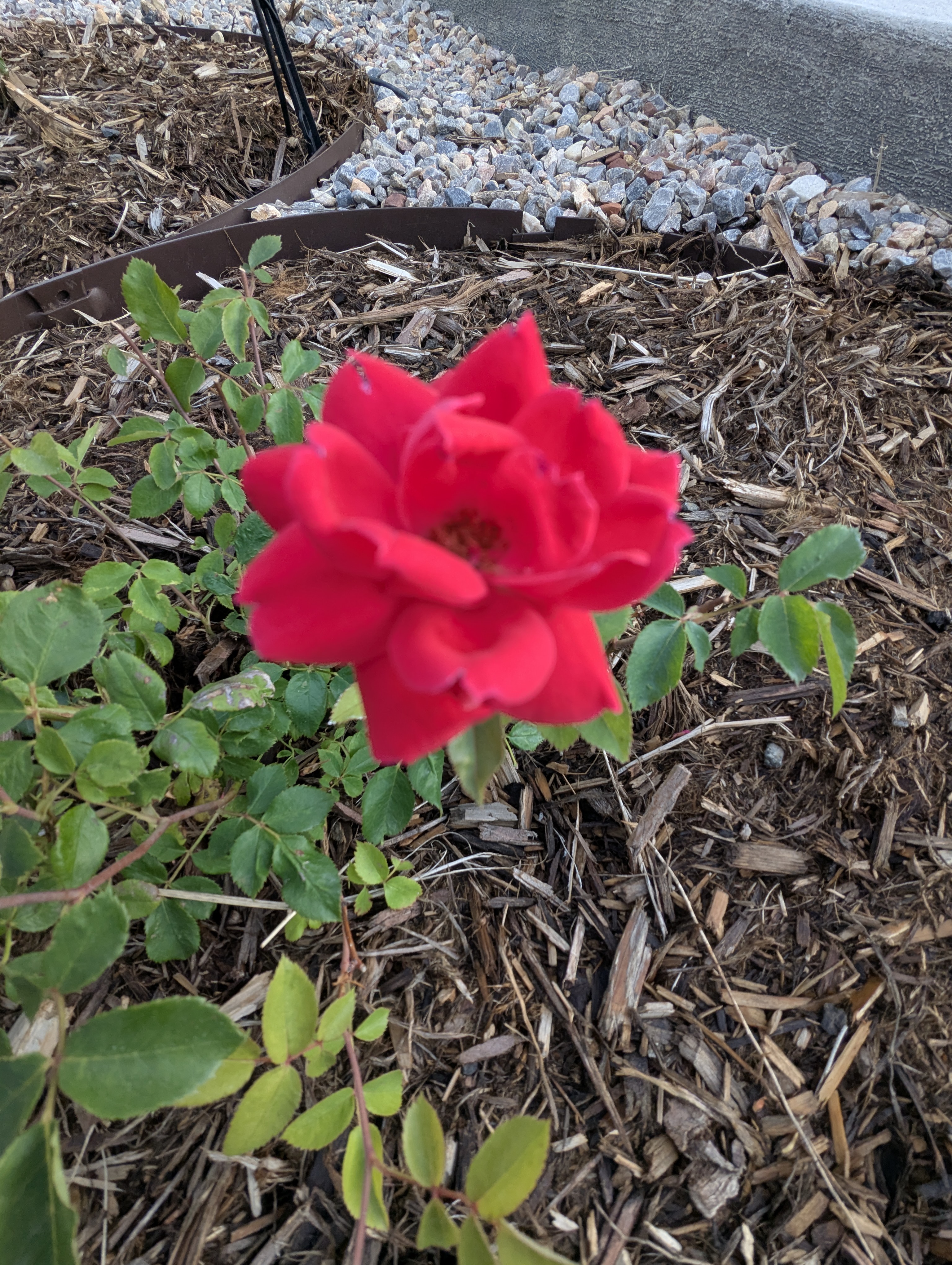 Garden, Morrison, Colorado